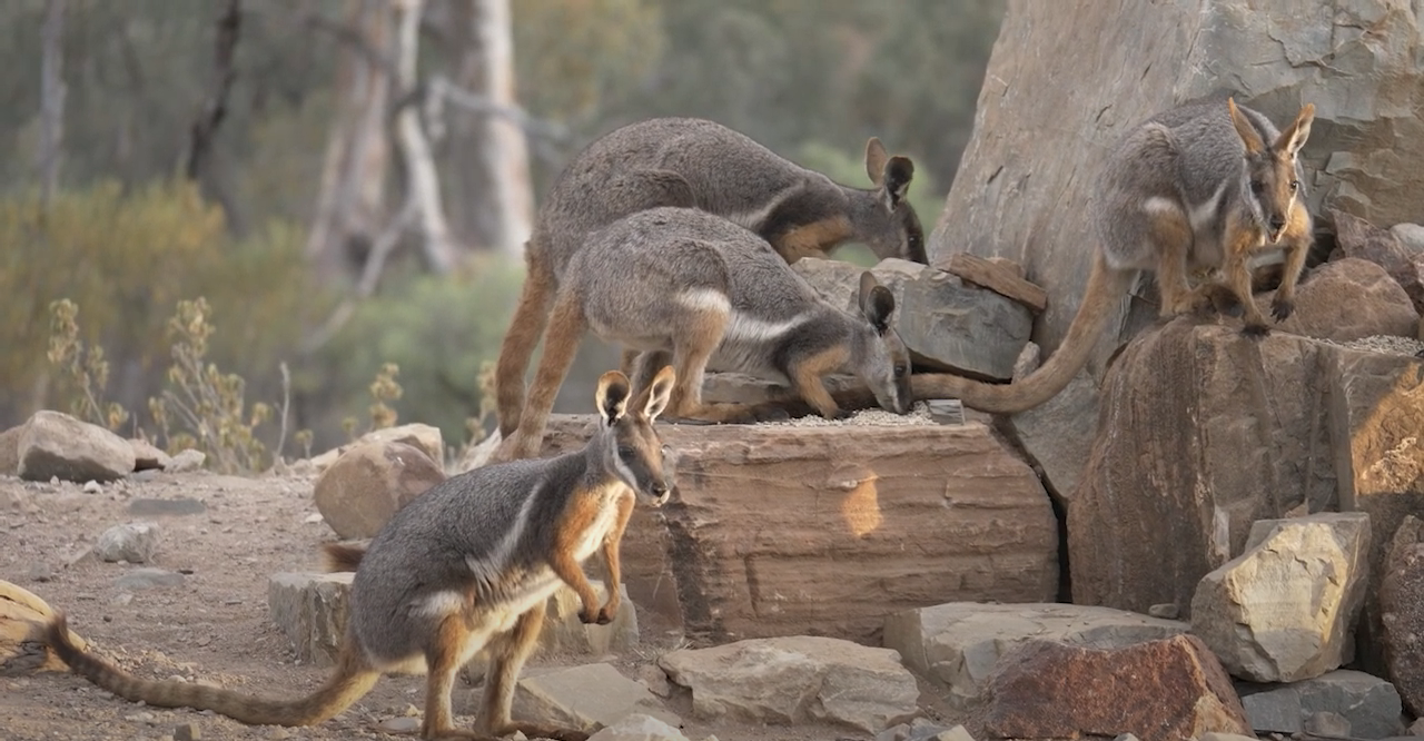 Arkaroola Wilderness Sanctuary (NEW) - Image 2